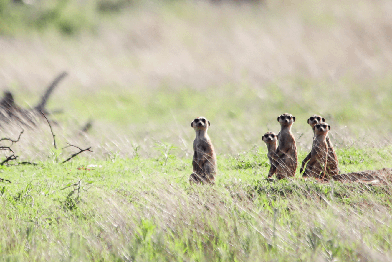 Mongeese-on-the-plain