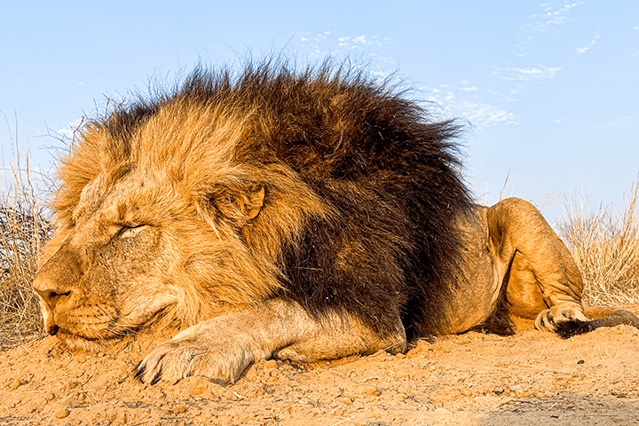 Male-Lion-reformatted-
