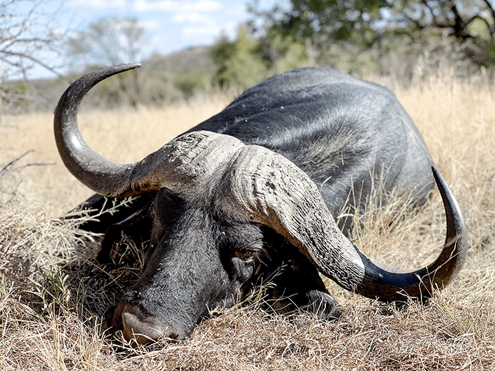 Buffalo feature