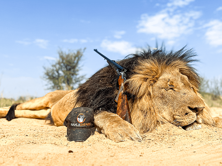 Male Lion rifle cap